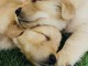 chiots golden retriever pour adopter 