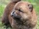 chiots chow-chow m&acirc;le a donner 