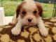 chiots cavalier king charle femelle a donner 