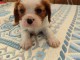 B&eacute;b&eacute; chiot cavalier king charle 