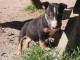 chiots bull terrier m&acirc;le a donner 