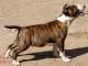 chiot bull terrier femelle a donner 