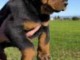 chiots rottweiler &agrave; donner femelle 