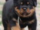 Chiots rottweiler &agrave; adopter 