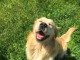 Chiots golden retriever m&acirc;le a donner 