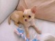 Chiots chihuahua &agrave; adopter 