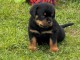 Je donne chiot rottweiler 