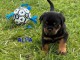 Chiots rottweiler &agrave; adopter 