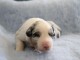Chiots berger australien disponible pour adoption 