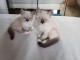 Chaton ragdoll femelle &agrave; adopter 