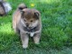chiots Shiba inu a donner 