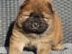 Chiots chow-chow m&acirc;le a donner 