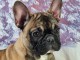 Chiots bouledogue fran&ccedil;ais &agrave; donner 