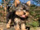 chiots Yorkshire terrier m&acirc;le disponible 