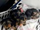 Adoption chiot Yorkshire terrier disponible 