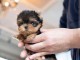 chiot Yorkshire terrier m&acirc;le disponible 