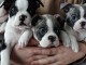 Adoption chiot Boston terrier m&acirc;le et femelle 