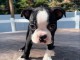 chiots boston terrier m&acirc;le a donner 