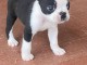 chiot Boston terrier m&acirc;le a donner 