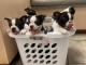 Dons chiot Boston terrier disponible 