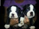 Chiot Boston terrier m&acirc;le a donner 