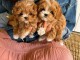 chiots cockapoo pour adoption 