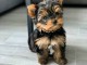 chiots Yorkshire terrier disponible 