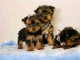chiots Yorkshire terrier disponible pour adoption 