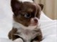 chiot chihuahua femelle a donner 