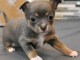 chiots chihuahua &agrave; adopter 