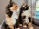 Adoption chatons maine coon disponible 