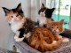 B&eacute;b&eacute; chaton Maine coon adorable 