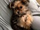 chiots Yorkshire terrier disponible 