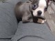 chiot Boston terrier m&acirc;le a donner 