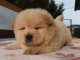 chiots chow-chow &agrave; adopter 