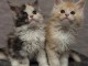 chaton Maine coon &agrave; adopter 