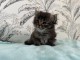 B&eacute;b&eacute; chaton sib&eacute;rien disponible 