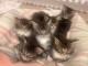 chaton Maine coon adorable disponible 