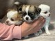 chiots chihuahua &agrave; adopter 