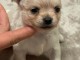 Chiots chihuahua &agrave; adopter 