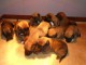 chiots berger belge lof disponible 
