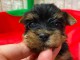 chiots Yorkshire femelle a donner 