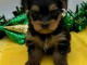 Je donne chiot Yorkshire disponible 