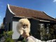 Chiots Spitz nain (Pomeranian)