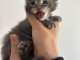 B&eacute;b&eacute; chaton Maine coon adorable 