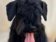 Chiots Schnauzer Nain Noirs