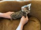 B&eacute;b&eacute; chaton Bengal &agrave; adopter 