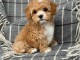 Adoption chiot cockapoo m&acirc;le 
