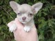 chiots chihuahua m&acirc;le a donner 