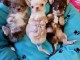 Adoption chiot chihuahua disponible 